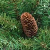 Northlight 4' Red Pine Full Profile Artificial Christmas Tree With Pine Cones - Unlit 2 Northlight 4' Red Pine Full Profile Artificial Christmas Tree With Pine Cones - Unlit -Northlight Sale GUEST c4e9b00f 813f 444a a699 27f56ef9087e